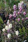 Castilleja caudata    , Port Clarence Indian paintbrush