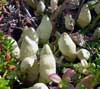 Dactylina arctica    , arctic dactylina lichen