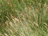 Calamagrostis inexpansa