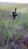 Carex bigelowii    , Bigelow's sedge