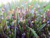 Cassiope tetragona    , white arctic mountain heather