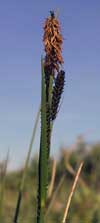 Carex aquatilis