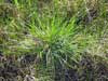 Carex bigelowii    , Bigelow's sedge