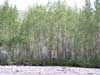Populus balsamifera