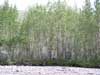 Populus balsamifera    , balsam poplar