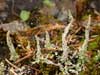 Cladonia acuminata
