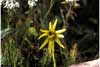 Arnica angustifolia