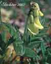Astragalus umbellatus
