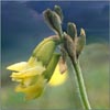 Astragalus umbellatus    , tundra milkvetch