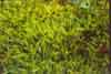 Aulacomnium palustre    , aulacomnium moss