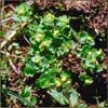 Chrysosplenium tetrandrum    , northern golden saxifrage