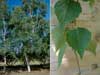 Betula platyphylla    ,  