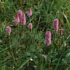 Bistorta plumosa    , meadow bistort