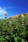 Boykinia richardsonii    , Richardson's brookfoam