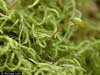 Brachythecium    , brachythecium moss