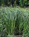 Carex aquatilis    , water sedge