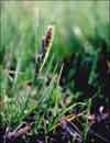 Carex aquatilis subsp. stans, water sedge