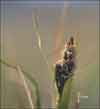 Carex aquatilis subsp. stans, water sedge
