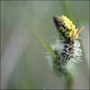 Carex aquatilis subsp. stans, water sedge