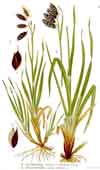 Carex atrofusca    , darkbrown sedge