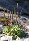 Cardamine bellidifolia    , alpine bittercress