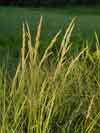 Calamagrostis canadensis    , bluejoint