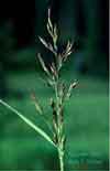 Calamagrostis canadensis    , bluejoint