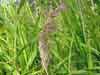 Calamagrostis canadensis    , bluejoint