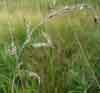 Calamagrostis canadensis    , bluejoint