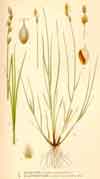 Carex glareosa