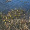 Caltha arctica    , yellow marsh marigold
