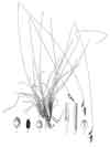 Carex lugens    , spruce muskeg sedge