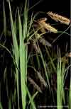 Carex lyngbyei    , Lyngbye's sedge