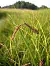 Carex lyngbyei    , Lyngbye's sedge