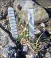 Carex membranacea    , fragile sedge