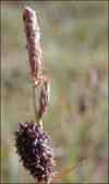 Carex membranacea    , fragile sedge