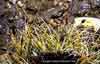 Carex nardina