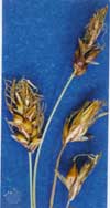 Carex obtusata    , obtuse sedge
