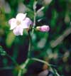 Cardamine pratensis    , cuckoo flower