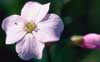 Cardamine pratensis    , cuckoo flower