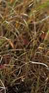 Carex rariflora    , looseflower alpine sedge