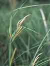 Carex