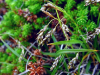 Carex capillaris    , hair-like sedge