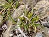 Carex capillaris    , hair-like sedge