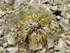 Carex glacialis    , glacial sedge
