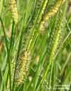 Carex rostrata