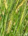 Carex rostrata    , beaked sedge