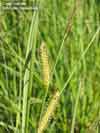 Carex rostrata    , beaked sedge