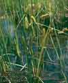 Carex rostrata    , beaked sedge