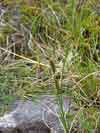 Carex rotundata    , round sedge